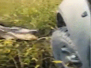 gif-krokodil-mashina-ukus