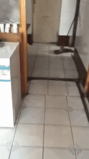 gif-kot-krys-dogonyalki