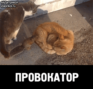gifka-prikol-belka-provokator