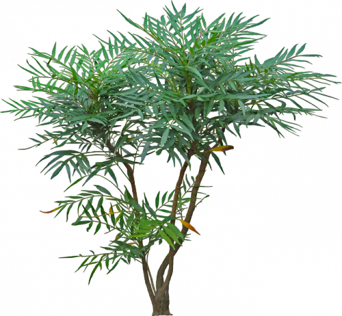 1448612754_trees-17