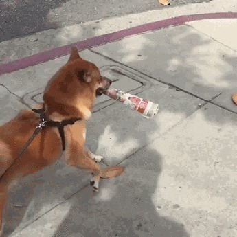 Пес несет газетку