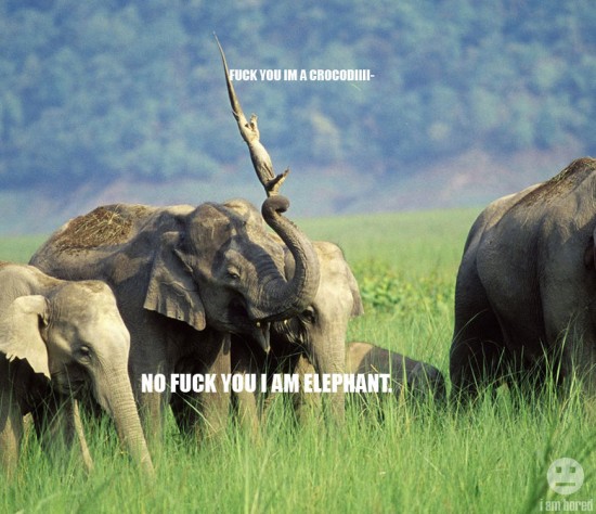elephant_pwns_crocodile00