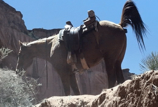 07 - какает лошадка