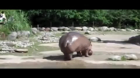 10 - какает бегемот