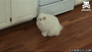 giphy-22