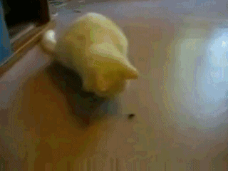 263696655_0