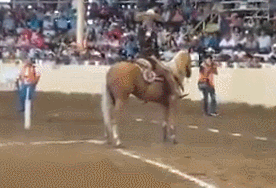 gif_9785