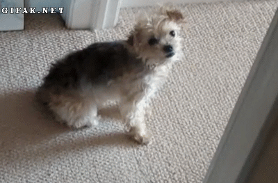 the_best_gifs_of_americas_funniest_videos_11_0