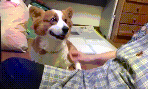 -гифки-корги-собака-3167705