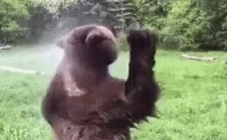 Медвдеь вода