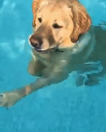-гифки-бассейн-собака-3171888