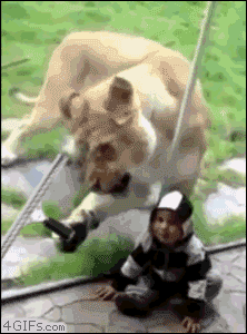 -котэ-лев-песочница-3169844