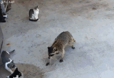 enotvorueteduukoshek_yapfiles.ru