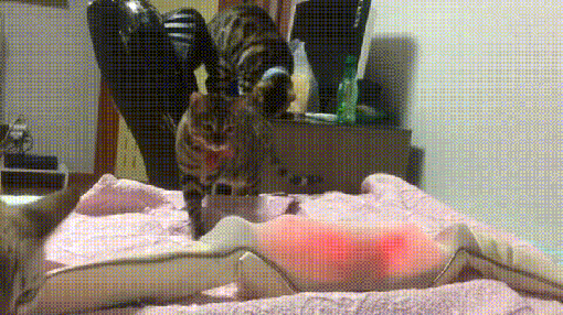 -живность-гифки-котики-3177194