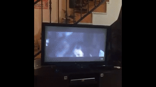 ЯП файлы - werewr