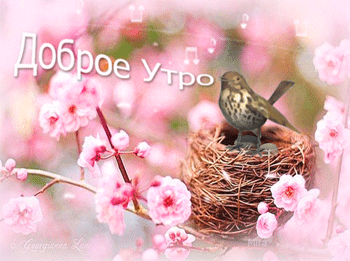 vgif-ru-15245