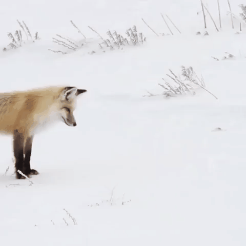 лиса мышкует