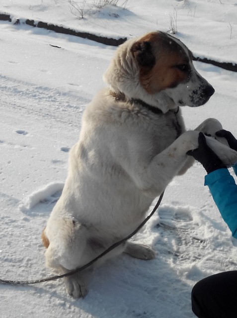 IMG_20160101_150518__