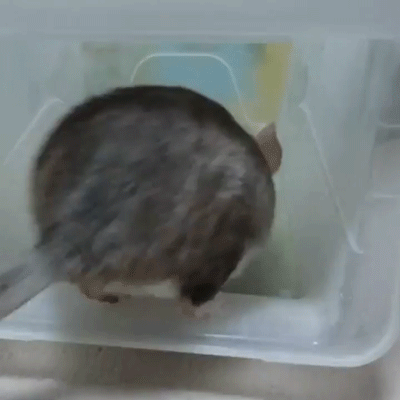 -шиншилла-грызуны-живность-3188147