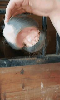 -песочница-конь-без-пальто-3184083