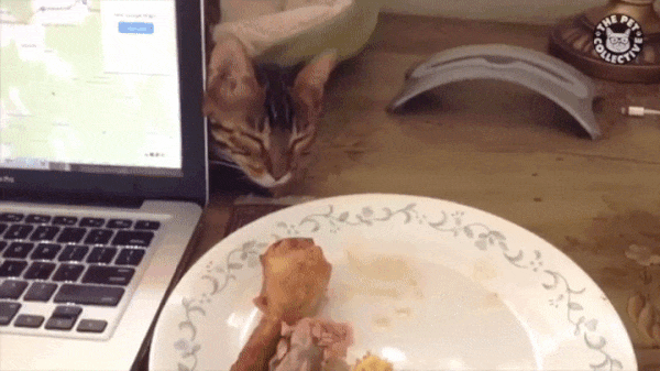 -котэ-курица-хитрость-3196933