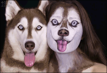 -хаски-собака-мой-хозяин-идиот-2362212