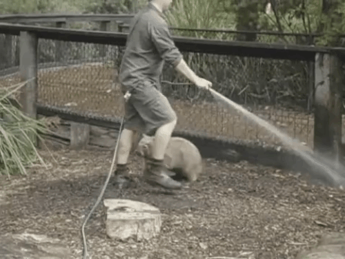 вомбат,я хочу обнимашки