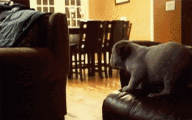 1dog jump