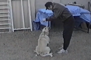 1467783723_gifs_03