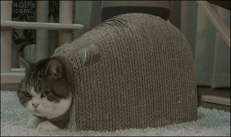 Wide-eyed-reaction-cat-attack