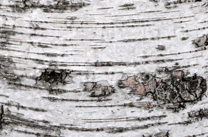 SlideshowBirchBark