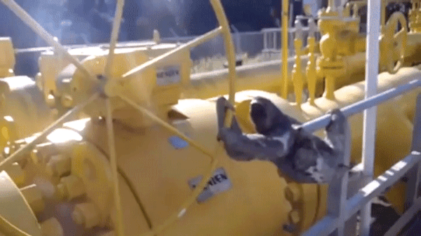 -ленивец-вентиль-живность-3213488