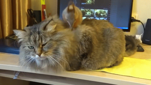 -кот-белка-3193055