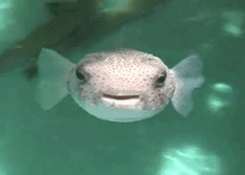 fish-4