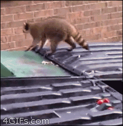 raccoon-jump-fail_gif_pagespeed_ce_mg32H-TRkW