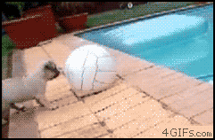 the_best_dog_gifs_on_the_internet_09