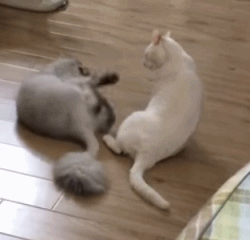 https__vk_com_gif_fak (1)