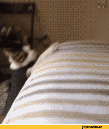 gif-кот-расстыковка-2054437
