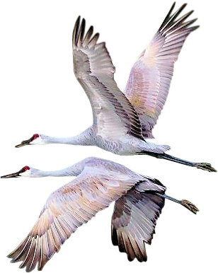 журавли клипарт