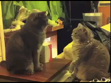 секретное кошачье рукопожатие.