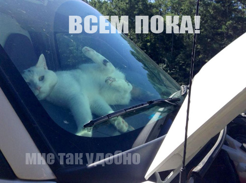 201607200011-kartinki-prikoly-kote-mashiny-kashamalasha-com