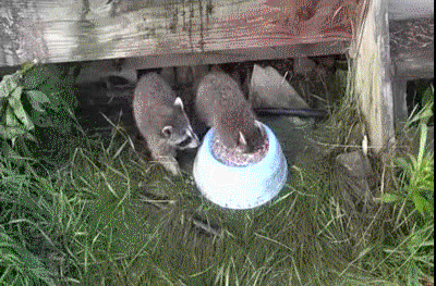 Borsch