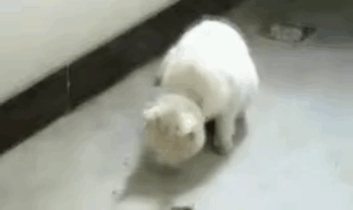 videoвавававава