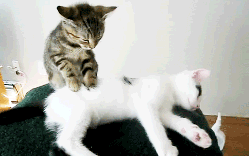 the_definitive_collection_of_cat_06