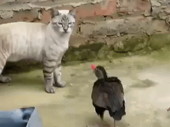 ef05ed11-93bd-43df-afd6-dda308c8e70a