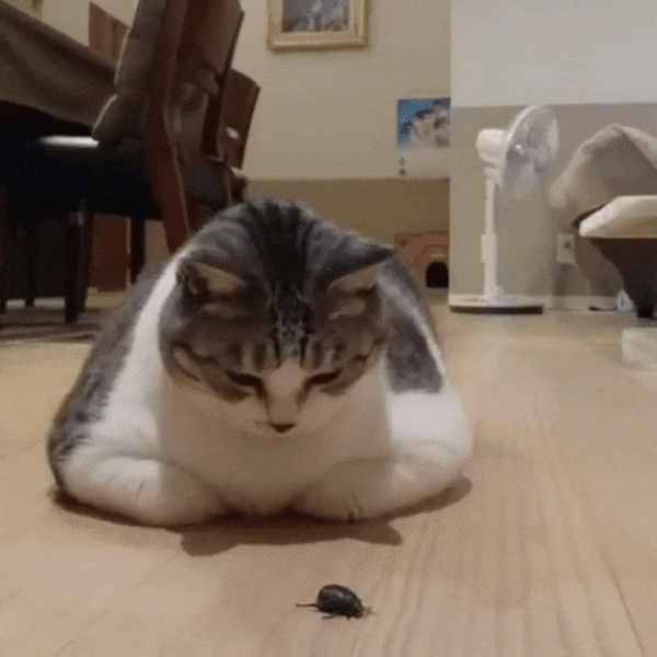 -котэ-жук-неинтересно-3245469