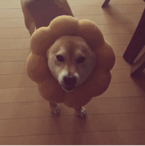 -ину-собака-гифки-живность-3269976