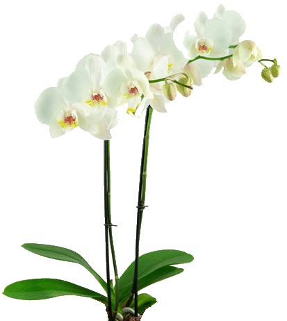 blume 6