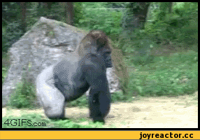 -sig-hail-обезьяна-живность-1961229