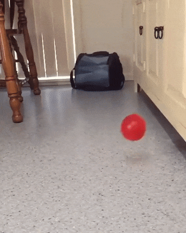 собакен и воздушный шарик